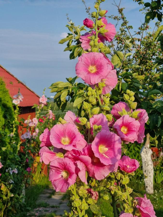 Apartmán Mariu Vejas Nida Exteriér fotografie
